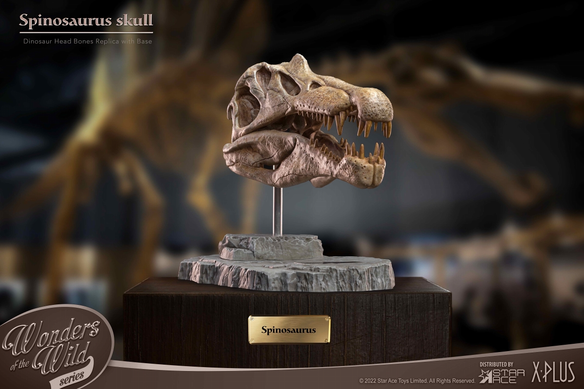 ワンダーズ・オブ・ザ・ワイルド/ スピノサウルスの頭部の化石 レプリカ - イメージ画像5