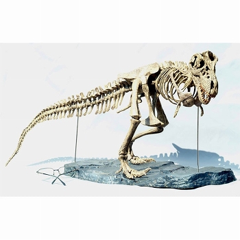 【お取り寄せ終了】骨格恐竜/ ティラノサウルス 1/10 骨格組み立てキット