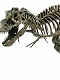【お取り寄せ終了】骨格恐竜/ ティラノサウルス 1/12 骨格組み立てキット