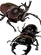 昆虫ハンター/ 日本のカブトムシ＆クワガタ: 10個入りボックス