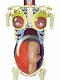 【お取り寄せ終了】立体パズル 4D-VISION 人体解剖/ no.21 妊婦解剖 スケルトンモデル