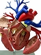 【お取り寄せ終了】立体パズル 4D-VISION 人体解剖/ no.19 DX 心臓 解剖モデル リニューアル ver