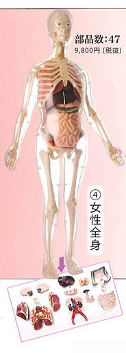 【お取り寄せ終了】人体解剖模型/ 女性全身 56cm