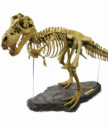 【お取り寄せ終了】恐竜骨格シリーズ/ T-REX（ティラノサウルス） スケルトン 1/10 キットモデル CL052K