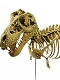 【お取り寄せ終了】恐竜骨格シリーズ/ T-REX（ティラノサウルス） スケルトン 1/10 キットモデル CL052K
