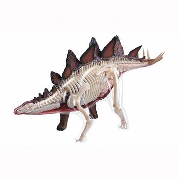 立体パズル 4D VISION 動物解剖/ no.25 ステゴサウルス 解剖モデル