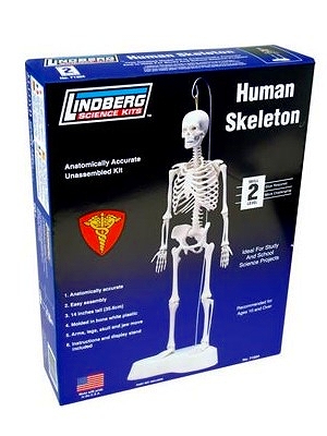 【再入荷】人体模型シリーズ/ 全身骨格 プラモデルキット LN71304