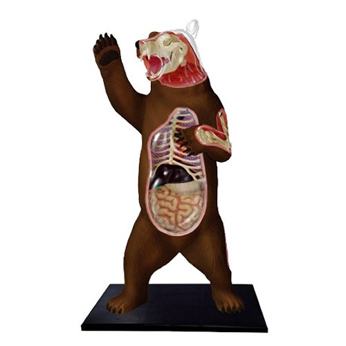 立体パズル 4D-VISION 動物解剖/ no.28 熊 解剖モデル - イメージ画像