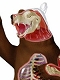 立体パズル 4D-VISION 動物解剖/ no.28 熊 解剖モデル
