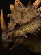 ミュージアムコレクションシリーズ/ スティラコサウルス バスト グリーン ver MUS004A