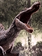 【内金確認後のご予約確定】【来店受取不可】【早期予約特典同梱】レガシーミュージアムコレクション/ ジュラシック・パーク3: スピノサウルス 1/15 スタチュー LMCJP-05