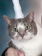 ユニコーンの頭の角を模した猫ちゃん用のバルーンハット