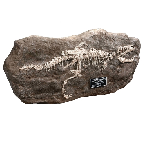 ワンダーズ・オブ・ザ・ワイルド/ T-REX ティラノサウルスレックスの化石 レプリカ