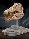 ワンダーズ・オブ・ザ・ワイルド/ スピノサウルスの頭部の化石 レプリカ