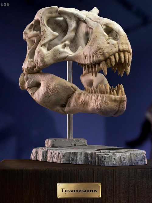 ワンダーズ・オブ・ザ・ワイルド/ T-REX ティラノサウルスレックスの頭部の化石 レプリカ