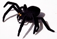 ウルトラQ コレクション/ 総天然色 ウルトラQ: 大蜘蛛タランチュラ - イメージ画像2