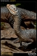 ダイナソーリア/ ディロフォサウルス マケット - イメージ画像9