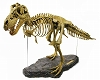 【お取り寄せ終了】恐竜骨格シリーズ/ T-REX（ティラノサウルス） スケルトン 1/10 キットモデル CL052K - イメージ画像1