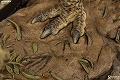 【送料無料】ダイナソーリア/ スピノサウルス スタチュー - イメージ画像12