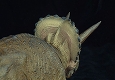 メガソフビアドバンス/ トリケラトプス メガサイズソフビ - イメージ画像7