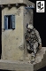 【入荷中止】ジオラマシリーズ/ アフガニスタン 1/6 ジオラマ スタチュー PW001 - イメージ画像20