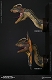 ミュージアムコレクションシリーズ/ ディロフォサウルス バスト Aタイプ MUS002A - イメージ画像8