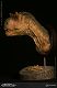 ミュージアムコレクションシリーズ/ カルノタウルス メス バスト Aカラー ver MUS006A - イメージ画像5