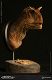 ミュージアムコレクションシリーズ/ カルノタウルス メス バスト Bカラー ver MUS006B - イメージ画像2