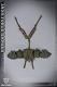アメリカ陸軍 第75レンジャー連隊 タスクフォース チョークリーダー 1993 ソマリア 1/12 アクションフィギュア LW001 - イメージ画像10