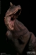ミュージアムコレクションシリーズ/ カルノタウルス スタチュー Bカラー ver MUS009B - イメージ画像6