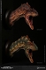 ミュージアムコレクションシリーズ/ アロサウルス バスト Aカラー ver MUS010A - イメージ画像9
