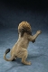 ライオン vs ハイエナ 1/12 スタチュー プライマリーカラー ver 1700059 - イメージ画像11