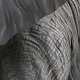メガソフビアドバンス/ アフリカゾウ メガサイズソフビ グレー ver - イメージ画像10
