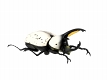 昆虫ハンター カブトムシ＆クワガワ 10個入りボックス FT60464 - イメージ画像4