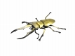 昆虫ハンター カブトムシ＆クワガワ 10個入りボックス FT60464 - イメージ画像5