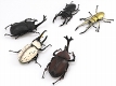 昆虫ハンター カブトムシ＆クワガワ 10個入りボックス FT60464 - イメージ画像8