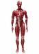 figma/ 捕食者に処されたアイツら 人体模型 3体セット - イメージ画像22