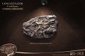 ワンダーズ・オブ・ザ・ワイルド/ コンカヴェナトル 化石レプリカ - イメージ画像1