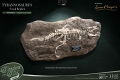 ワンダーズ・オブ・ザ・ワイルド/ T-REX ティラノサウルスレックスの化石 レプリカ - イメージ画像2