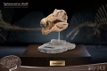 ワンダーズ・オブ・ザ・ワイルド/ スピノサウルスの頭部の化石 レプリカ - イメージ画像1