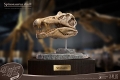 ワンダーズ・オブ・ザ・ワイルド/ スピノサウルスの頭部の化石 レプリカ - イメージ画像4