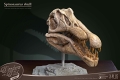 ワンダーズ・オブ・ザ・ワイルド/ スピノサウルスの頭部の化石 レプリカ - イメージ画像6