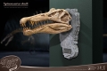 ワンダーズ・オブ・ザ・ワイルド/ スピノサウルスの頭部の化石 レプリカ - イメージ画像8