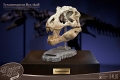 ワンダーズ・オブ・ザ・ワイルド/ T-REX ティラノサウルスレックスの頭部の化石 レプリカ - イメージ画像1