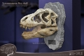 ワンダーズ・オブ・ザ・ワイルド/ T-REX ティラノサウルスレックスの頭部の化石 レプリカ - イメージ画像10