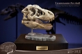 ワンダーズ・オブ・ザ・ワイルド/ T-REX ティラノサウルスレックスの頭部の化石 レプリカ - イメージ画像2
