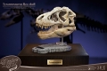 ワンダーズ・オブ・ザ・ワイルド/ T-REX ティラノサウルスレックスの頭部の化石 レプリカ - イメージ画像3