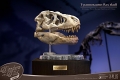 ワンダーズ・オブ・ザ・ワイルド/ T-REX ティラノサウルスレックスの頭部の化石 レプリカ - イメージ画像5