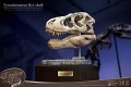 ワンダーズ・オブ・ザ・ワイルド/ T-REX ティラノサウルスレックスの頭部の化石 レプリカ - イメージ画像6