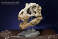 ワンダーズ・オブ・ザ・ワイルド/ T-REX ティラノサウルスレックスの頭部の化石 レプリカ - イメージ画像7